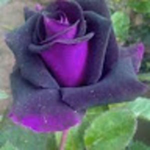 Meet your Posher, Avon